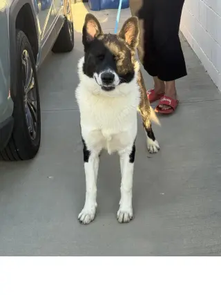 Oso