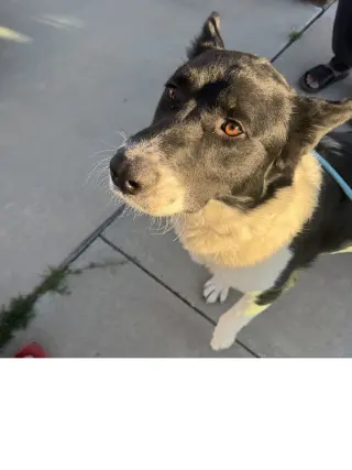 Oso