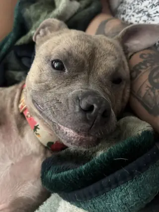 Leia