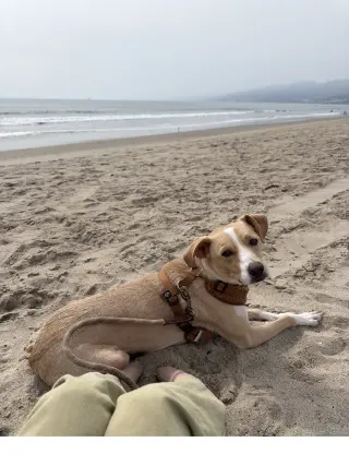 Milo