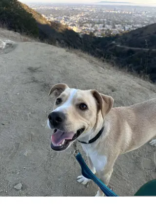 Milo