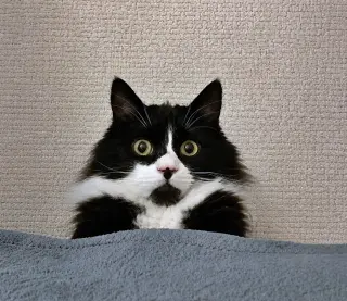 ELESSAR #1885 - Offered by Owner - Fluffy Male Tux