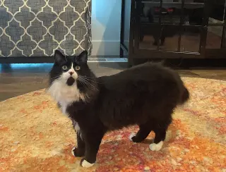 ELESSAR #1885 - Offered by Owner - Fluffy Male Tux