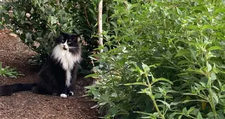 ELESSAR #1885 - Offered by Owner - Fluffy Male Tux