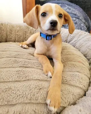 Max