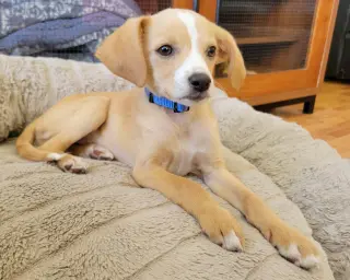 Max