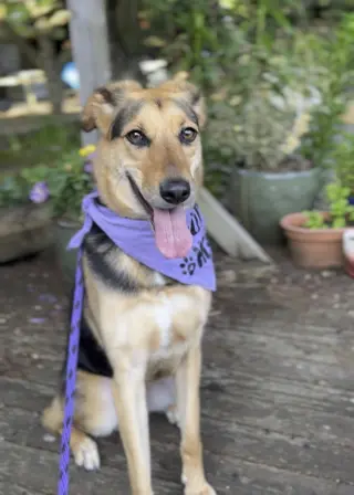 Basil