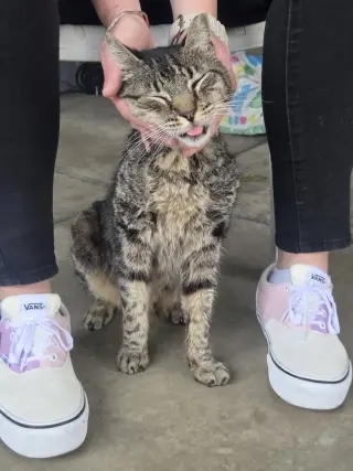 ZZ   Tigger