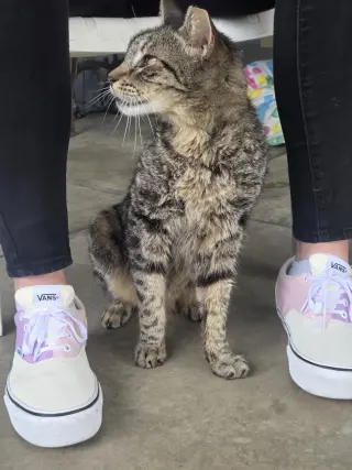 ZZ   Tigger