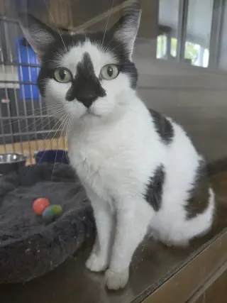 Oreo