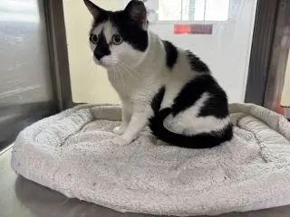 Oreo