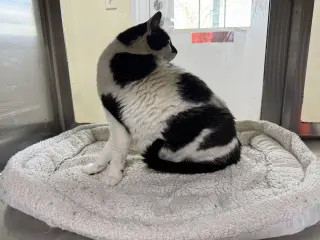 Oreo