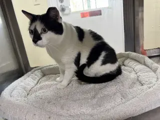 Oreo
