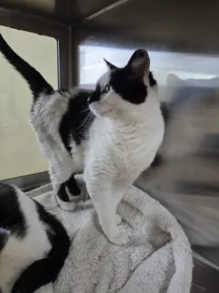 Oreo