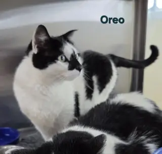 Oreo