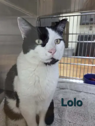 Lolo