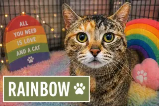 Rainbow (FCID# 04/08/2026 - 20)