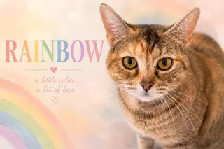 Rainbow (FCID# 04/08/2026 - 20)