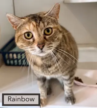 Rainbow (FCID# 04/08/2026 - 20)