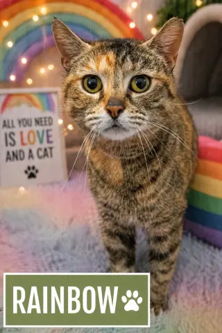 Rainbow (FCID# 04/08/2026 - 20)
