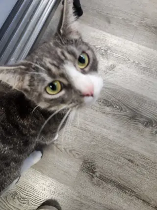 Abbie