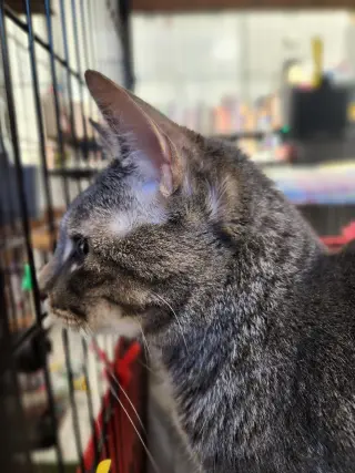Harriet