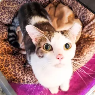Donut