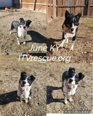 June KY