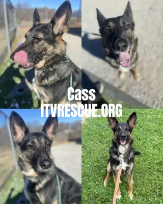 Cass