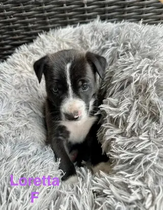 Loretta