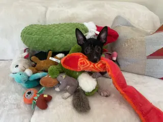Ace Ventura