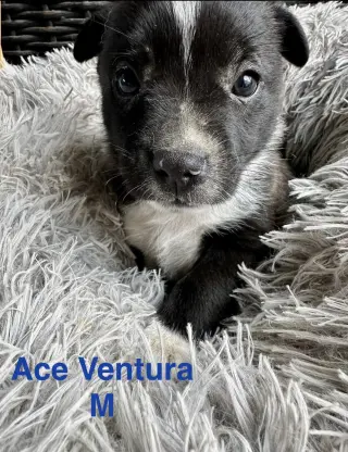 Ace Ventura
