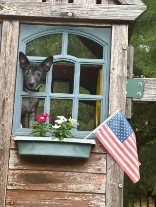 Ace Ventura