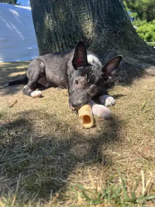 Ace Ventura
