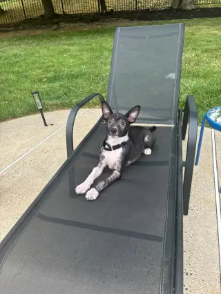 Ace Ventura