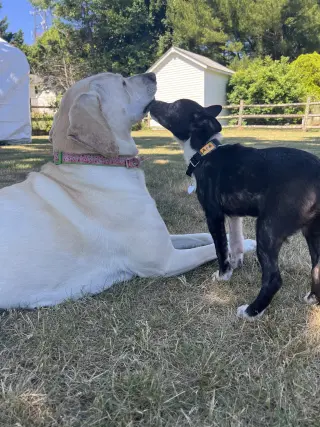 Ace Ventura