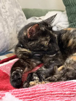 Ottessa
