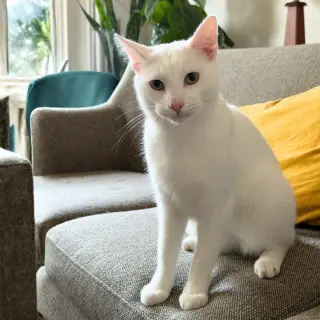 Beni