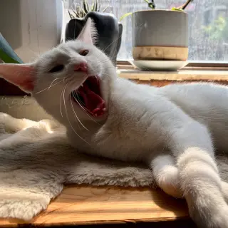 Beni