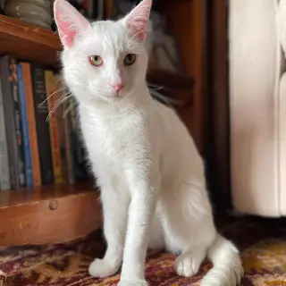 Beni
