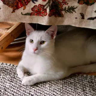 Beni