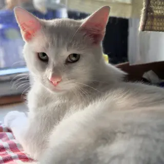 Beni