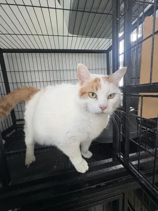 Peaches