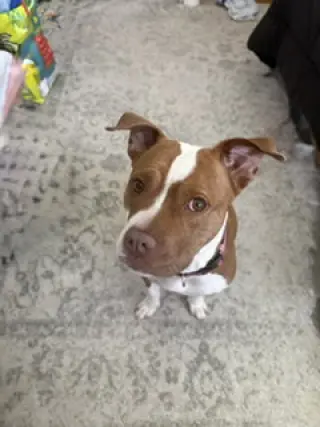 Bambee