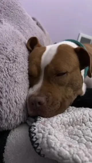 Bambee