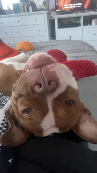 Bambee