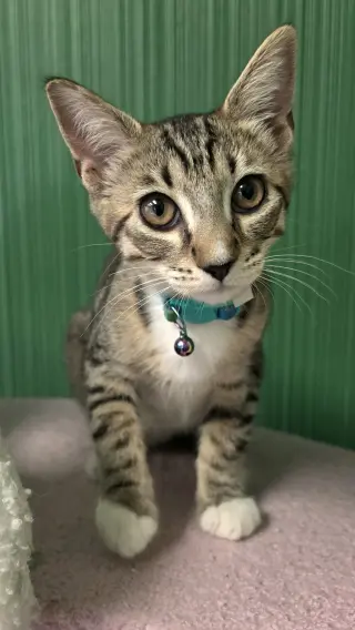 Cookie