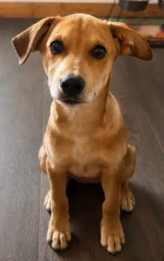 Bambi