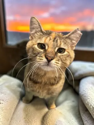 Nutmeg