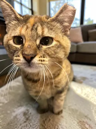 Nutmeg